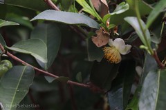 Camellia sinensis